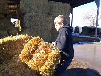 Moving straw into the barn