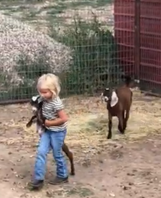 Little girl holding brown nubian goats