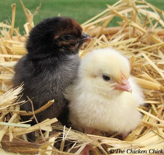 https://the-chicken-chick.com/my-favorite-photos-of-baby-chicks/