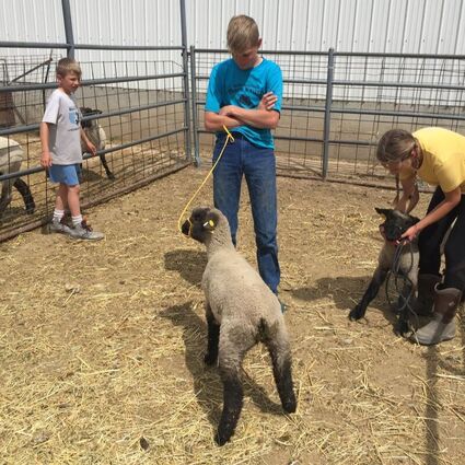 Teaching lambs how to lead 