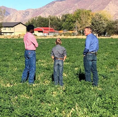 Boys talking about an alfalfa field 