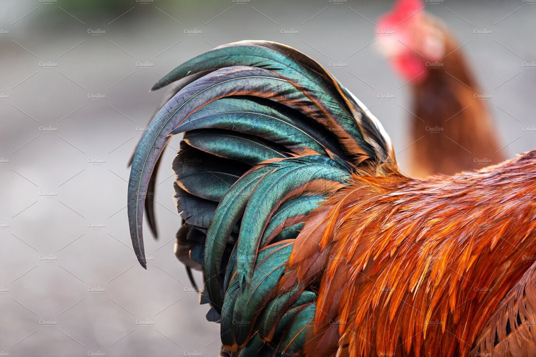 https://creativemarket.com/drakuliren/4523541-beautiful-rooster-tail-with-a#fullscreen